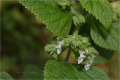 Teucrium tomentosum